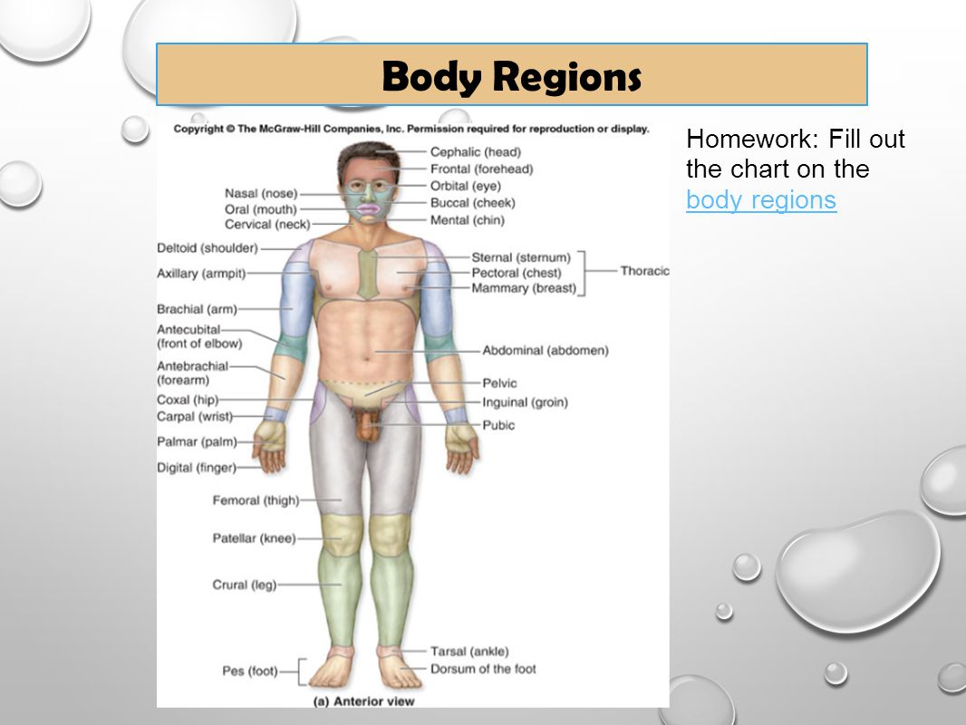 Body Regions Chart