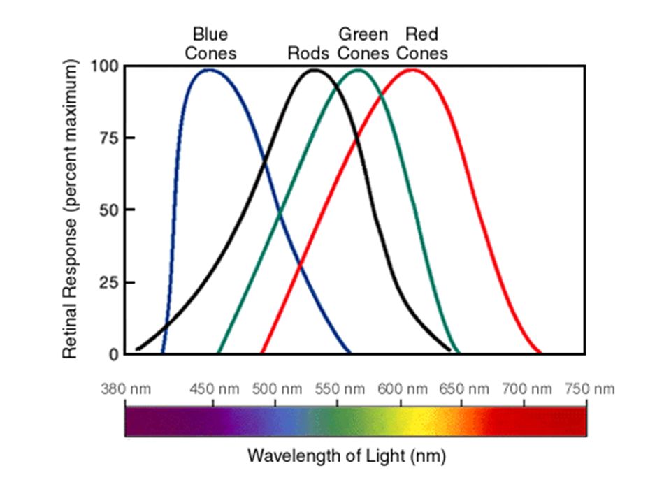 Wavelength of Light. Спектральная фототерапия. Колориметрия цвета. Спектр поглощения колбочек и палочек. 550 600 650