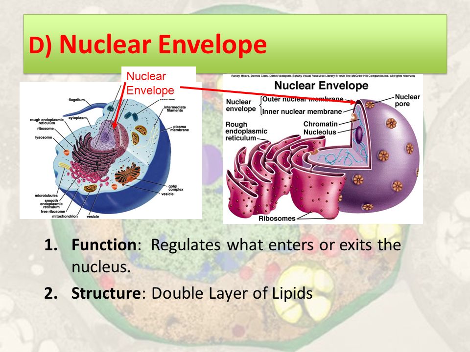 D) Nuclear Envelope 1.Function: Regulates what enters or exits the nucleus.