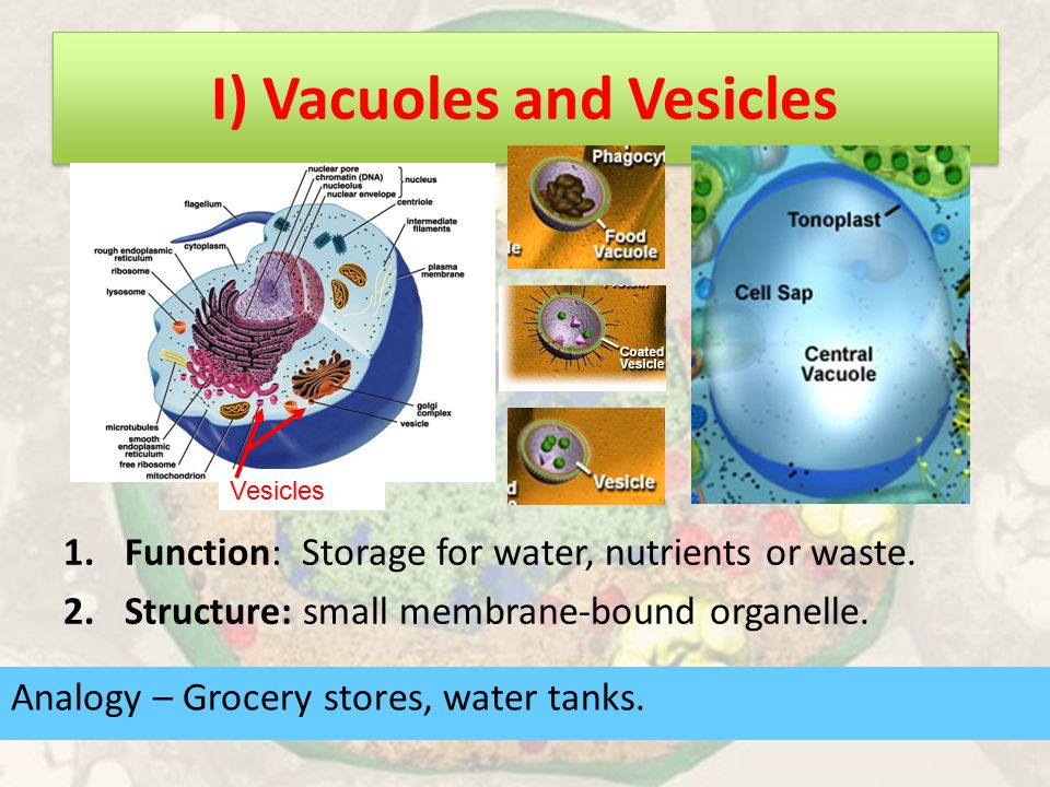 I) Vacuoles and Vesicles Analogy – Grocery stores, water tanks.