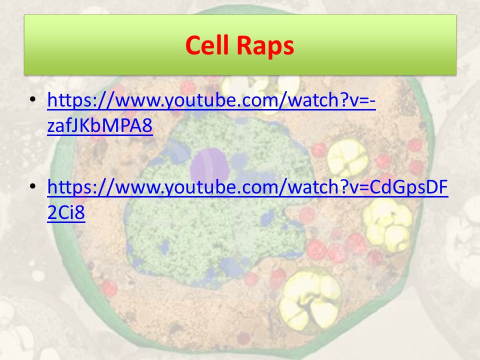 Cell Raps   v=- zafJKbMPA8   v=- zafJKbMPA8   v=CdGpsDF 2Ci8   v=CdGpsDF 2Ci8