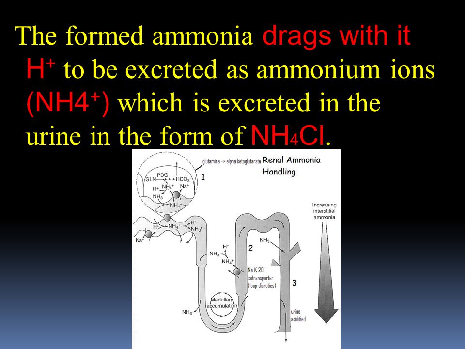 The formed ammonia drags with it H + to be excreted as ammonium ions (NH4 + ) which is excreted in the urine in the form of NH 4 Cl.