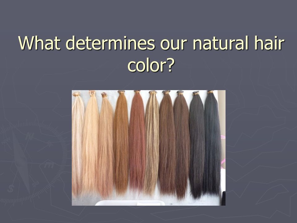 Genetics of Hair Simple Trait, Complex Genetics. What determines our  natural hair color? - ppt download