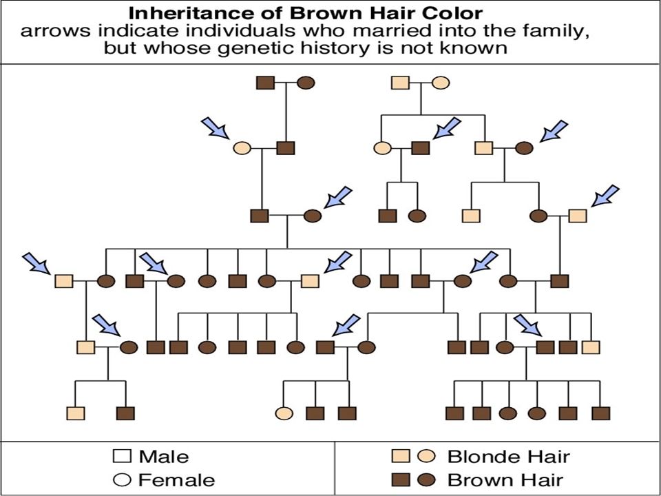 Genetics Of Hair Simple Trait Complex Genetics What Determines