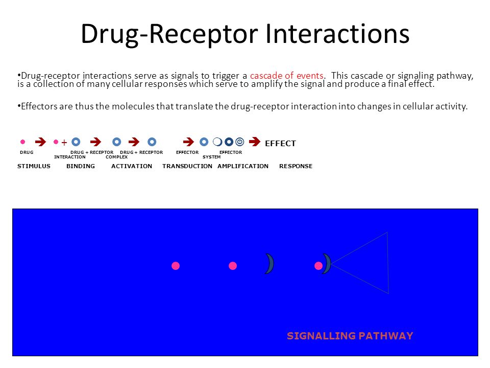 Drug-Receptor Interactions Drug-receptor interactions serve as signals to trigger a cascade of events.