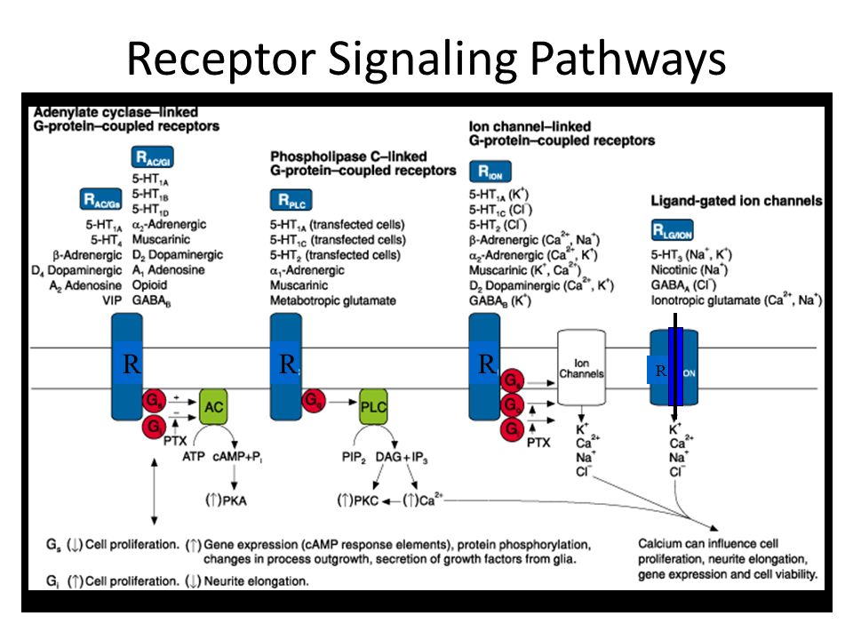 Receptor Signaling Pathways RRR R