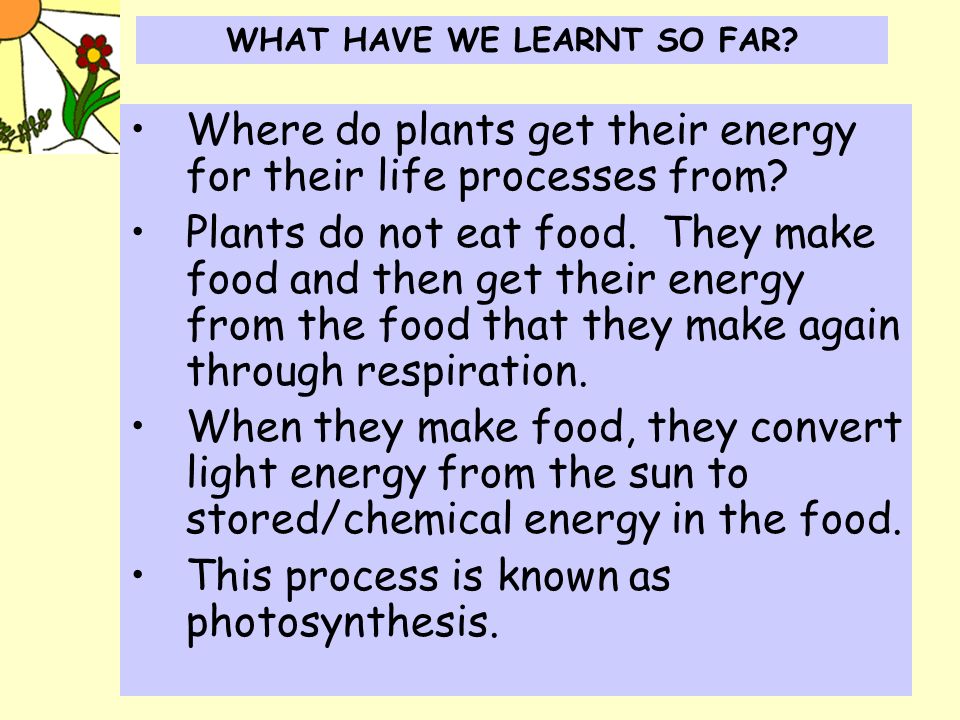 WHAT IS PHOTOSYNTHESIS? Animals get their energy from the food they eat  through the process of respiration with the help of the digestive system,  the. - ppt download
