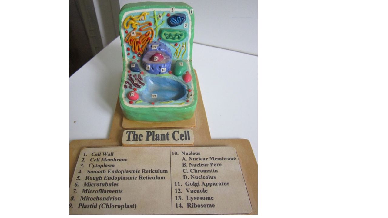 Ms Dennis 7th Grade Life Science Cell Model Project Ppt Video Online Download