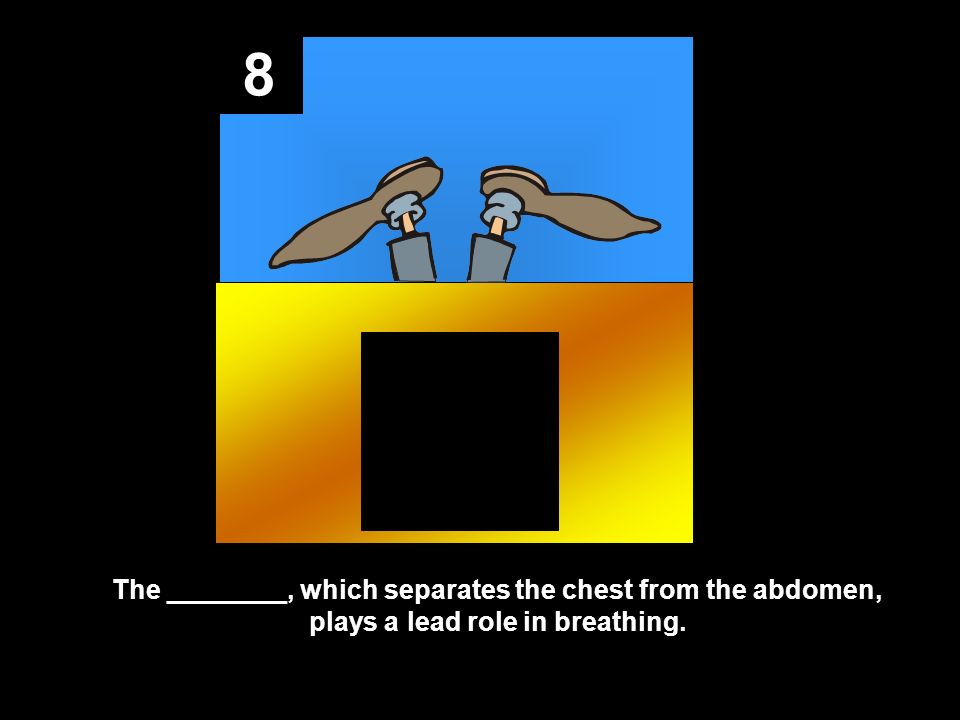 8 The ________, which separates the chest from the abdomen, plays a lead role in breathing.