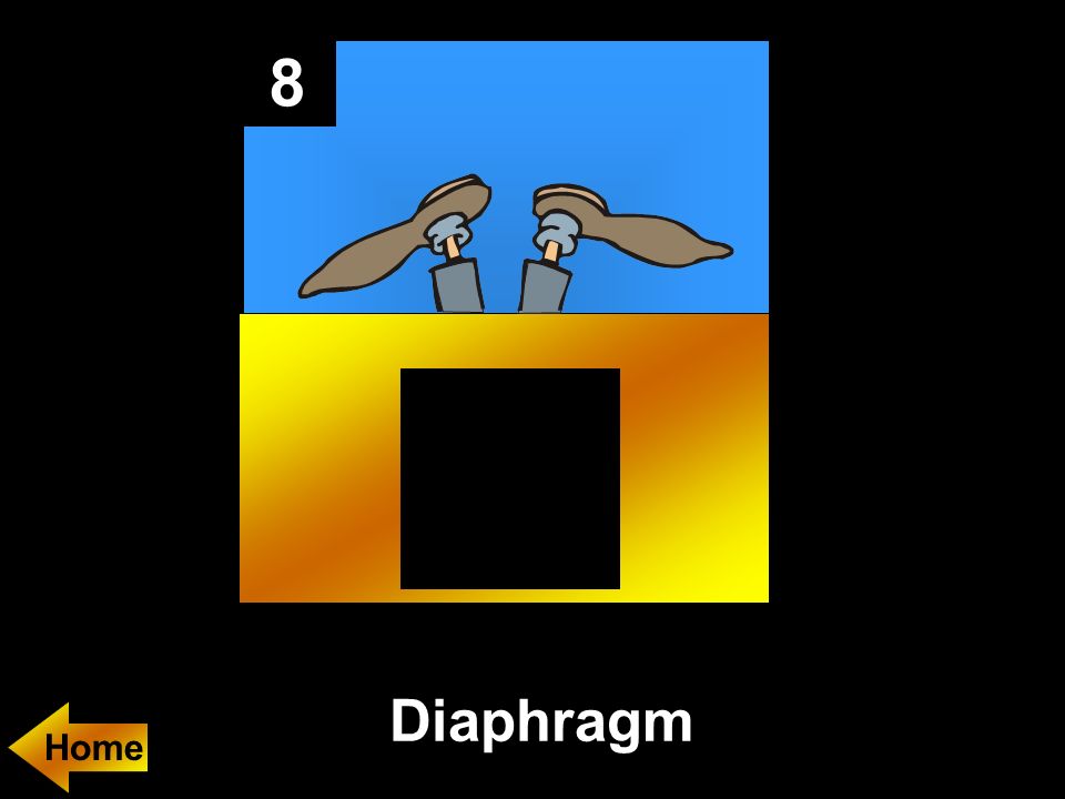 8 Diaphragm