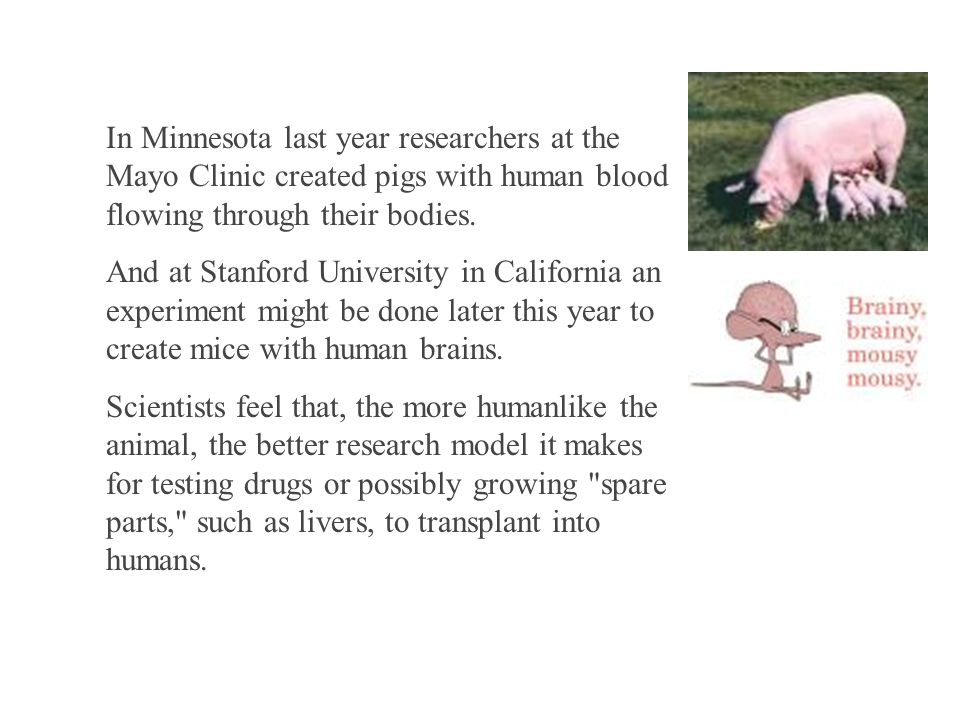 In Minnesota last year researchers at the Mayo Clinic created pigs with human blood flowing through their bodies.