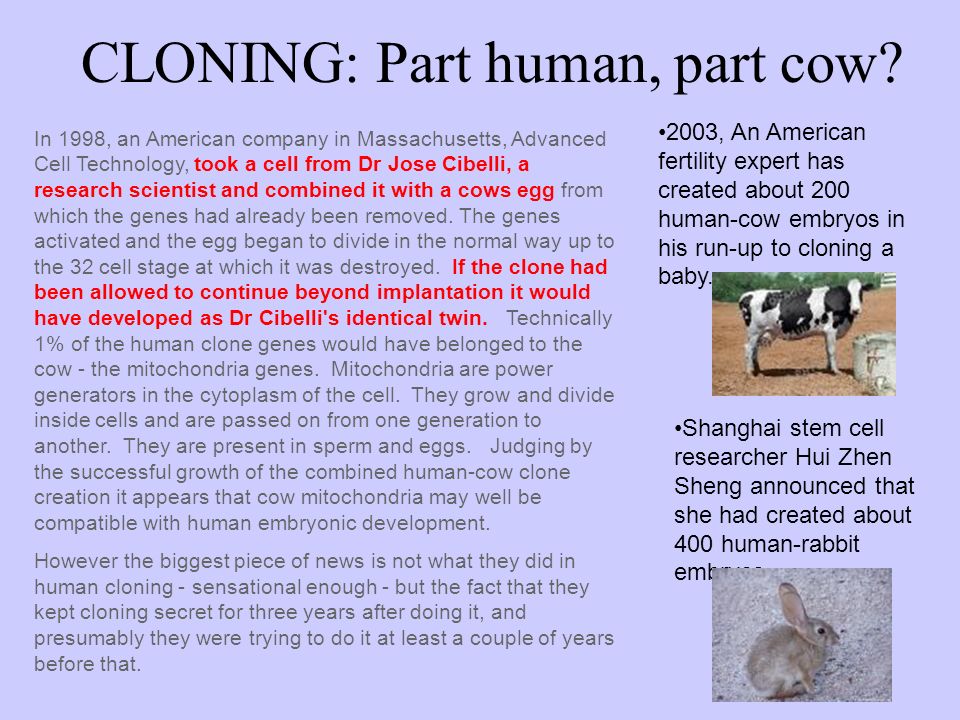CLONING: Part human, part cow.