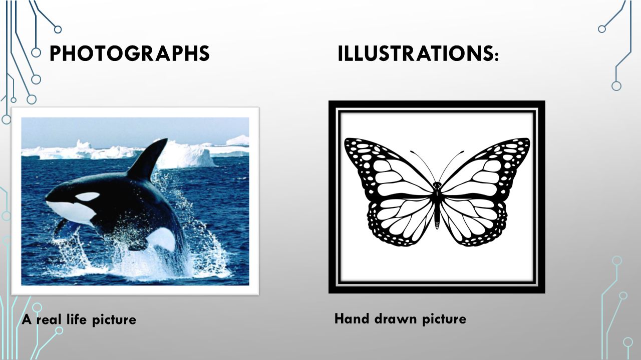 PHOTOGRAPHS ILLUSTRATIONS: A real life picture Hand drawn picture