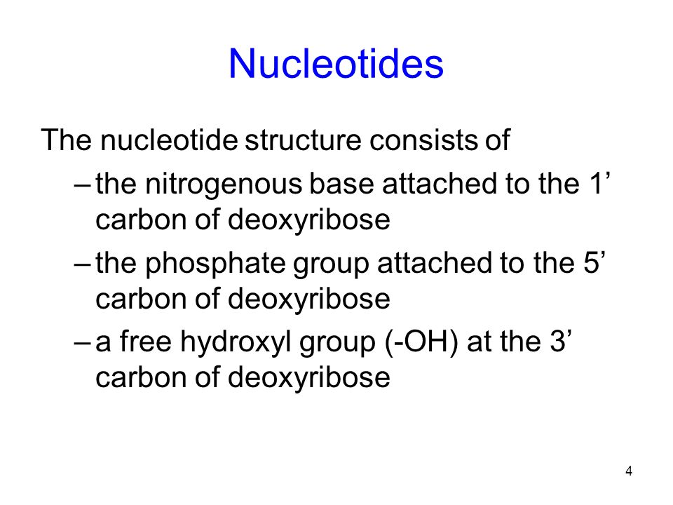 4 4 Nucleotides 4 4 Nucleotides