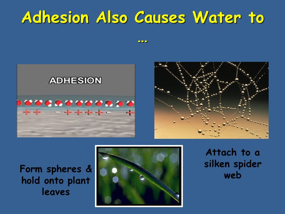 Adhesion Also Causes Water to … Form spheres & hold onto plant leaves Attach to a silken spider web