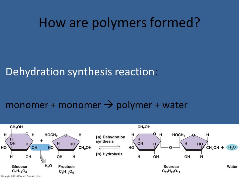 How are polymers formed Dehydration synthesis reaction: monomer + monomer  polymer + water