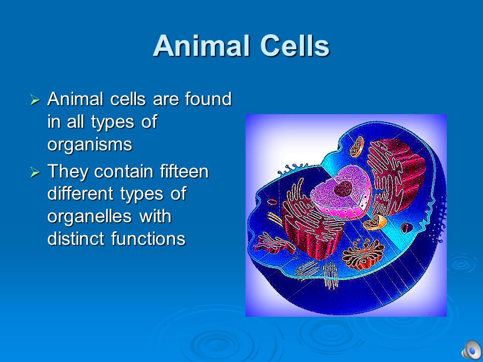 Animal Cells . Plant Cells  Animal cells contain all common make-up   They are the only cells that contain lysosomes, cilia, and flagella.   Plant. - ppt download