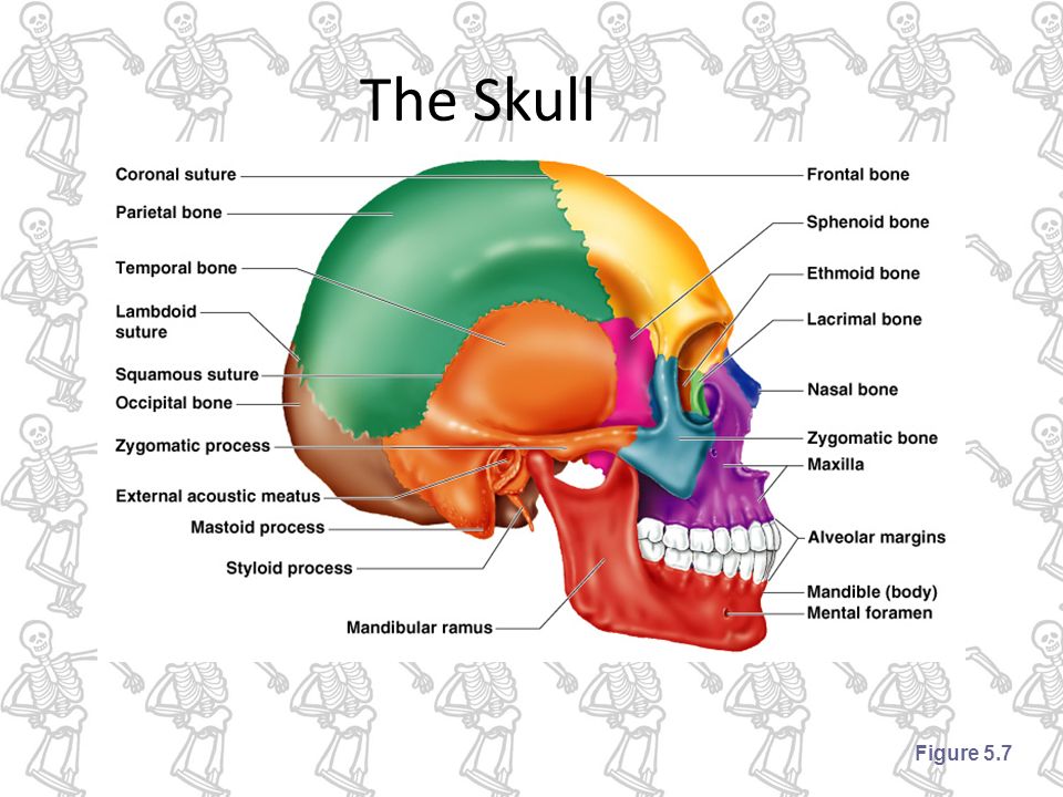 Anatomy And Physiology Coloring Workbook Chapter 5 Anatomy Drawing Diagram