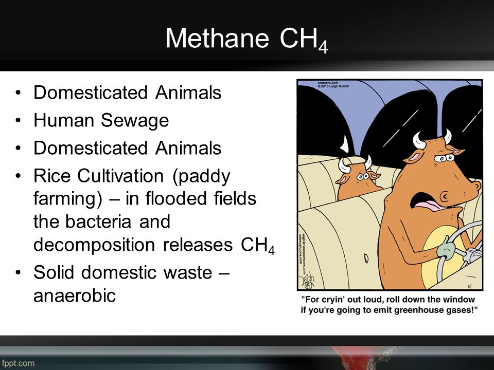 Methane CH 4 Domesticated Animals Human Sewage Domesticated Animals Rice Cultivation (paddy farming) – in flooded fields the bacteria and decomposition releases CH 4 Solid domestic waste – anaerobic