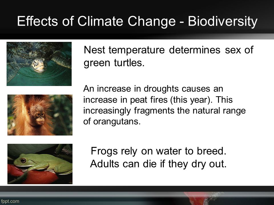 Effects of Climate Change - Biodiversity Nest temperature determines sex of green turtles.