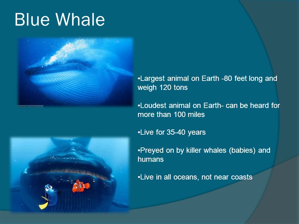 5 th Grade Whale Unit Miss Traylor's Class. Whales Mammals- give live  birth, warm blooded, nourish young with milk The only mammals that live in  the ocean. - ppt download