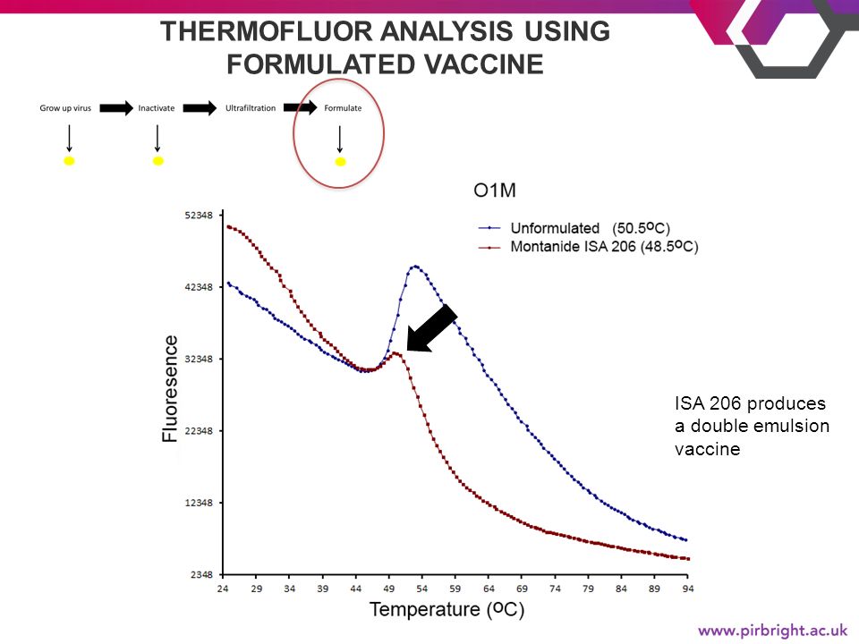 THERMOFLUOR ANALYSIS USING FORMULATED VACCINE ISA 206 produces a double emulsion vaccine