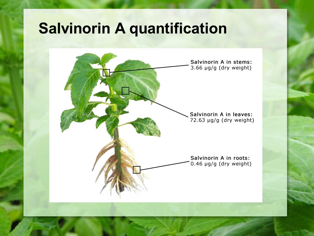 how to identify salvia divinorum