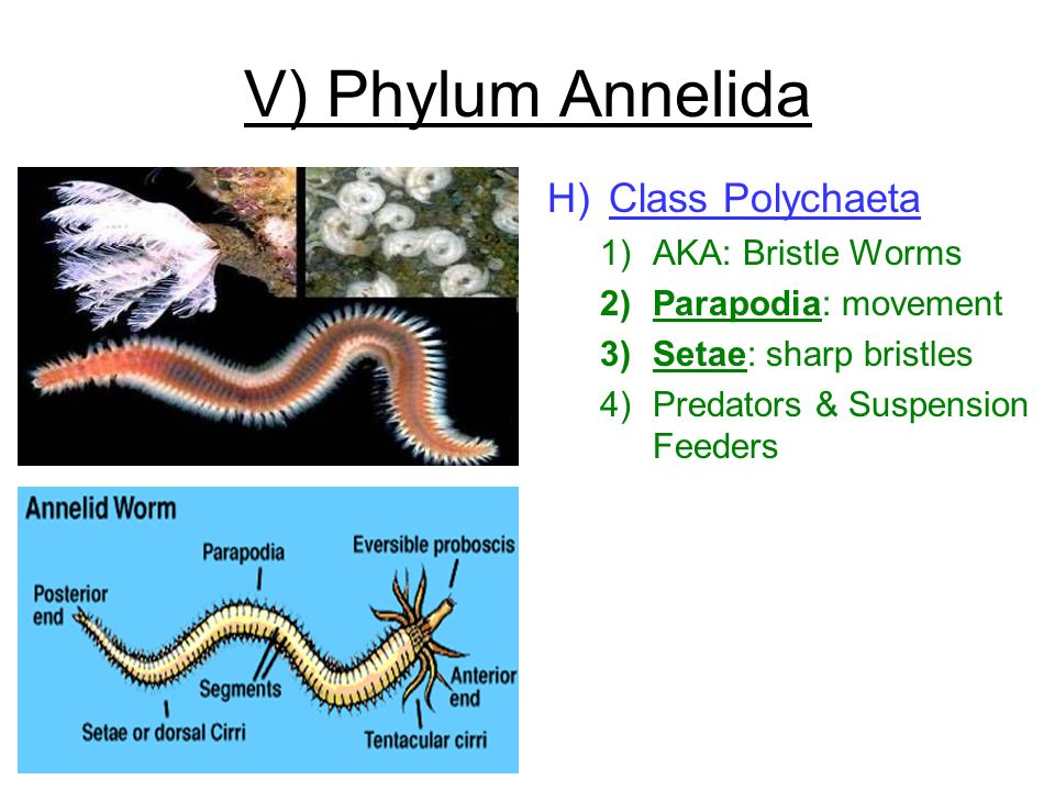 Contoh platyhelminthes nemathelminthes dan annelida - Fonálféreg annelida platyhelminthes