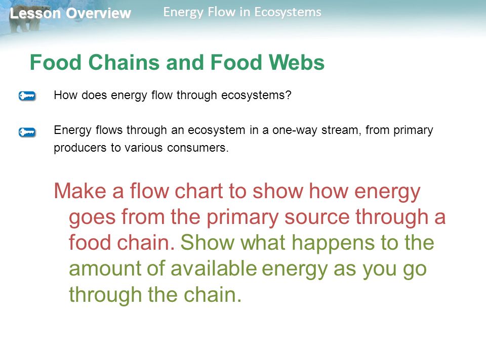 Energy Flow Chart In An Ecosystem