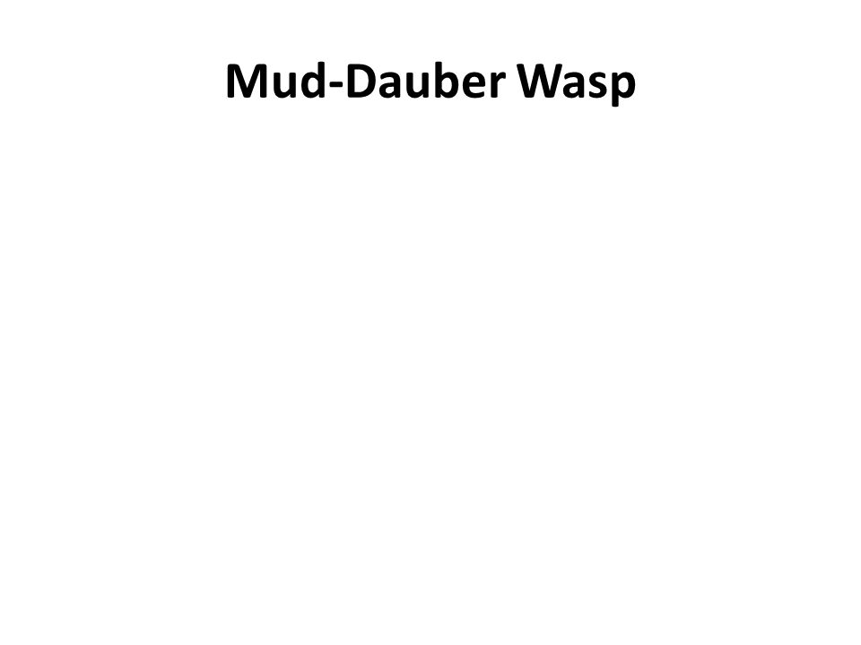 Mud-Dauber Wasp