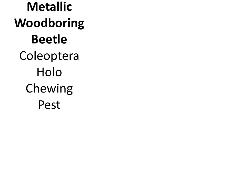 Metallic Woodboring Beetle Coleoptera Holo Chewing Pest