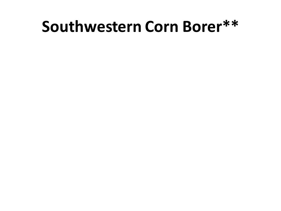 Southwestern Corn Borer**