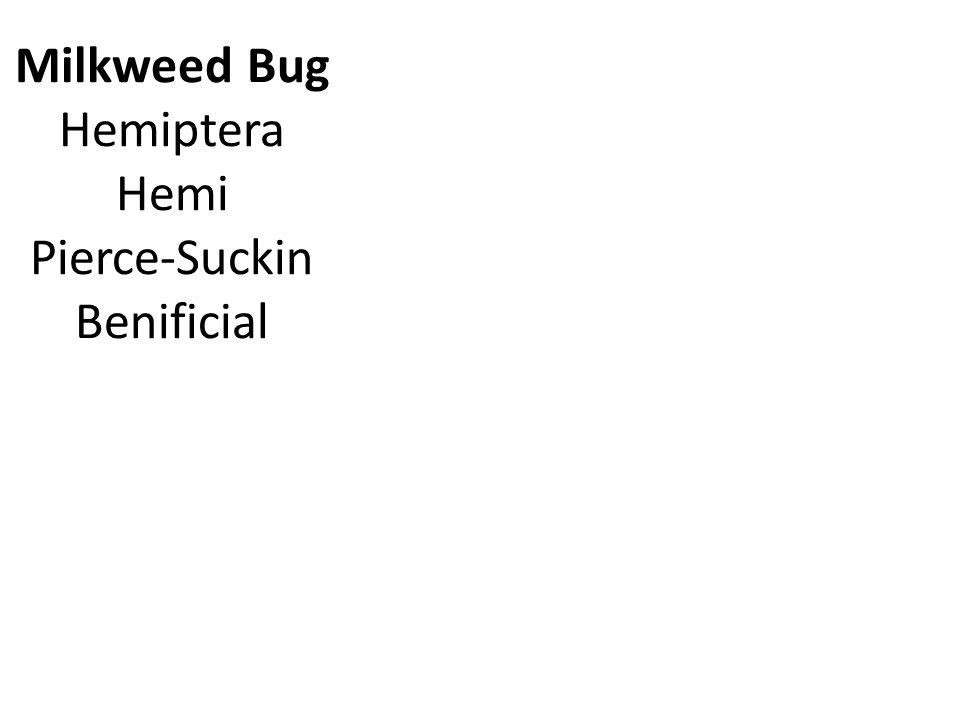 Milkweed Bug Hemiptera Hemi Pierce-Suckin Benificial