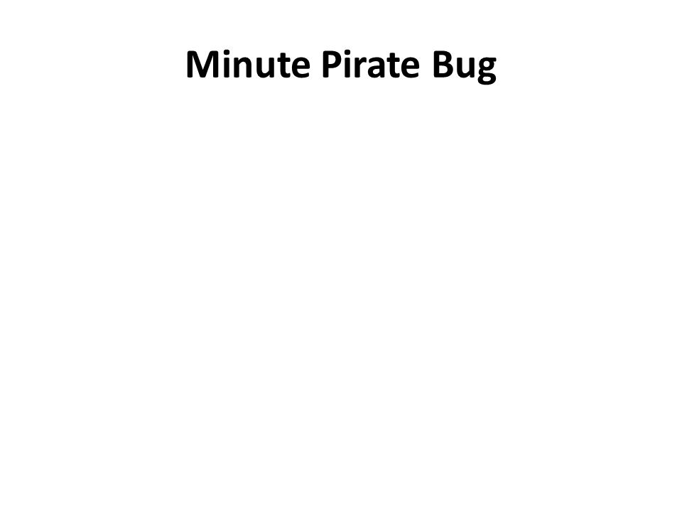 Minute Pirate Bug