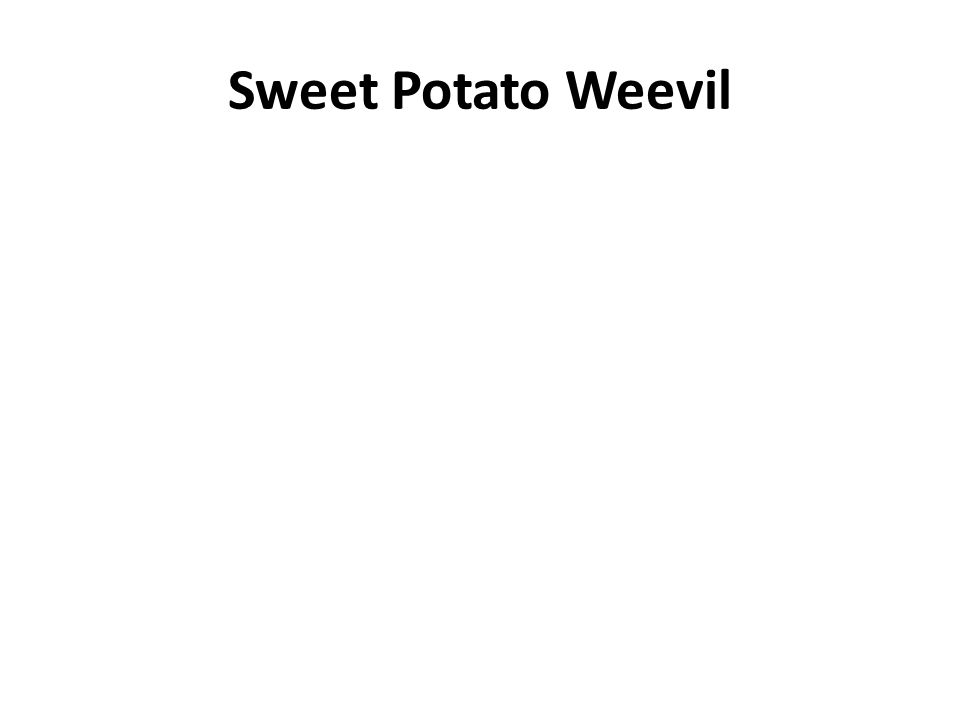Sweet Potato Weevil