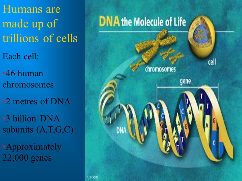 Biotechnology A Genetic Engineering Also Known As Recombinant Dna Technology Means Altering The Genes In A Living Organism To Produce A Genetically Ppt Download