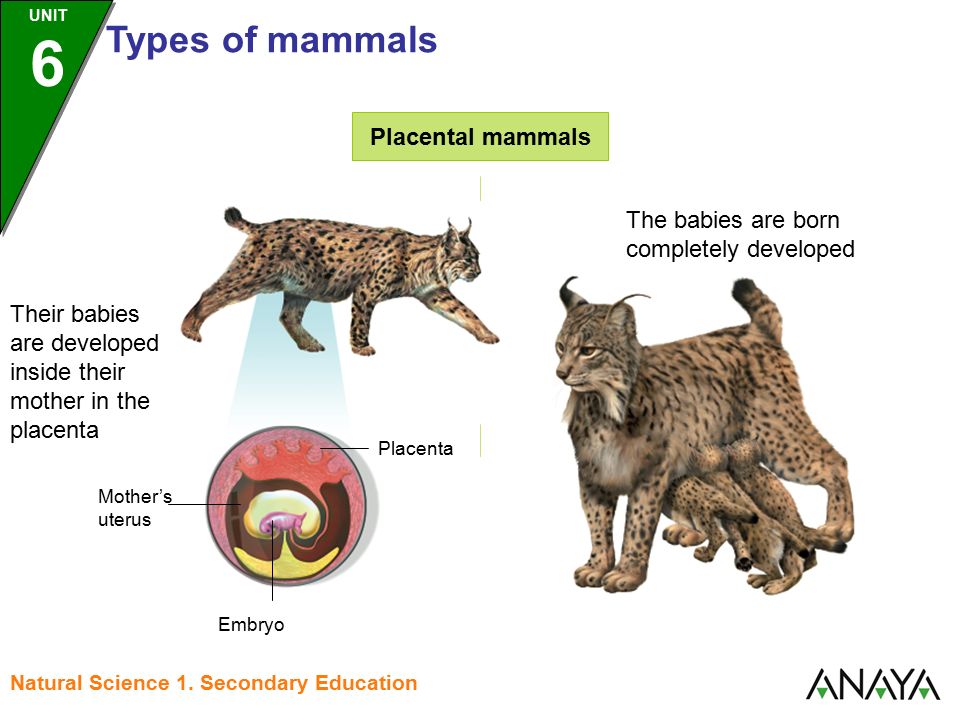UNIT 6 Vertebrates TYPES OF MAMMALS Natural Science 1. Secondary Education.  - ppt download