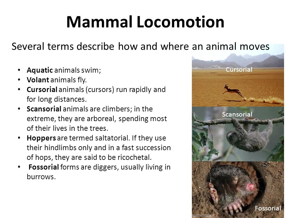 if an animal s described as fossorial
