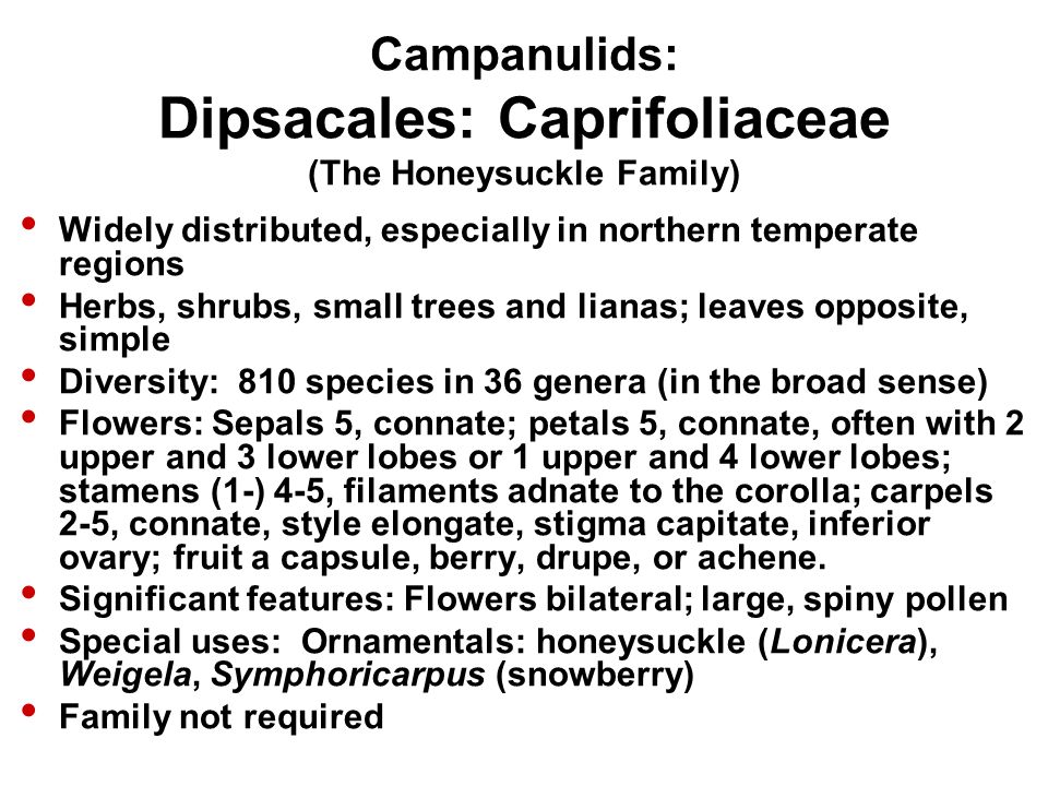 Campanulids: Dipsacales: Caprifoliaceae (The Honeysuckle Family) Widely distributed, especially in northern temperate regions Herbs, shrubs, small trees and lianas; leaves opposite, simple Diversity: 810 species in 36 genera (in the broad sense) Flowers: Sepals 5, connate; petals 5, connate, often with 2 upper and 3 lower lobes or 1 upper and 4 lower lobes; stamens (1-) 4-5, filaments adnate to the corolla; carpels 2-5, connate, style elongate, stigma capitate, inferior ovary; fruit a capsule, berry, drupe, or achene.