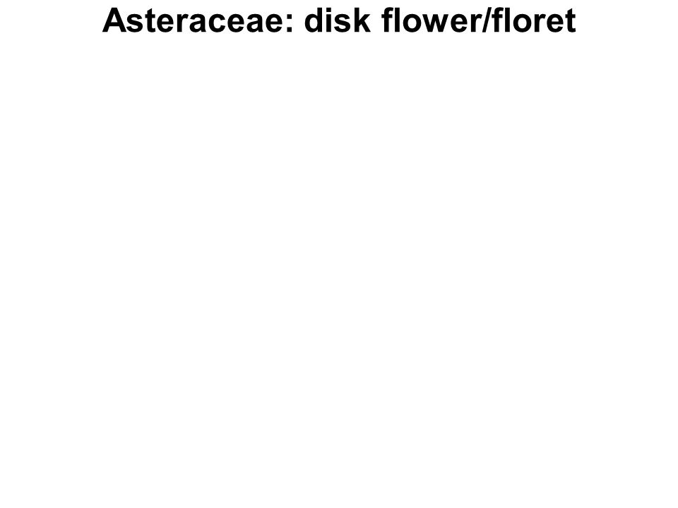 Asteraceae: disk flower/floret