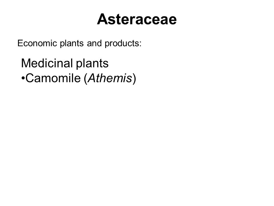 Asteraceae Economic plants and products: Medicinal plants Camomile (Athemis)
