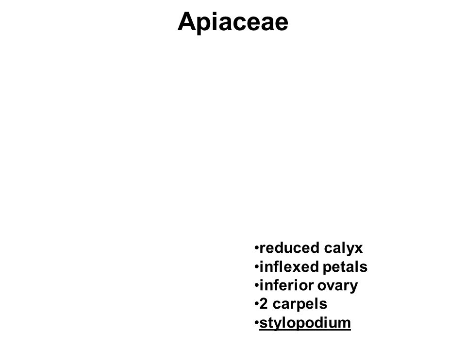 Apiaceae reduced calyx inflexed petals inferior ovary 2 carpels stylopodium