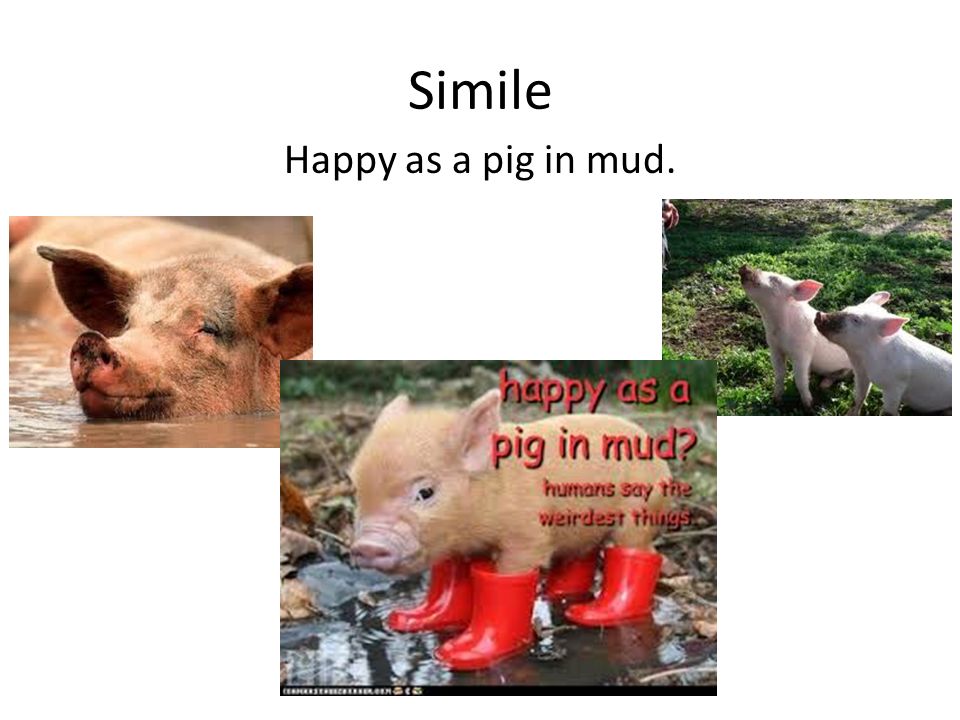 Simile Happy as a pig in mud.