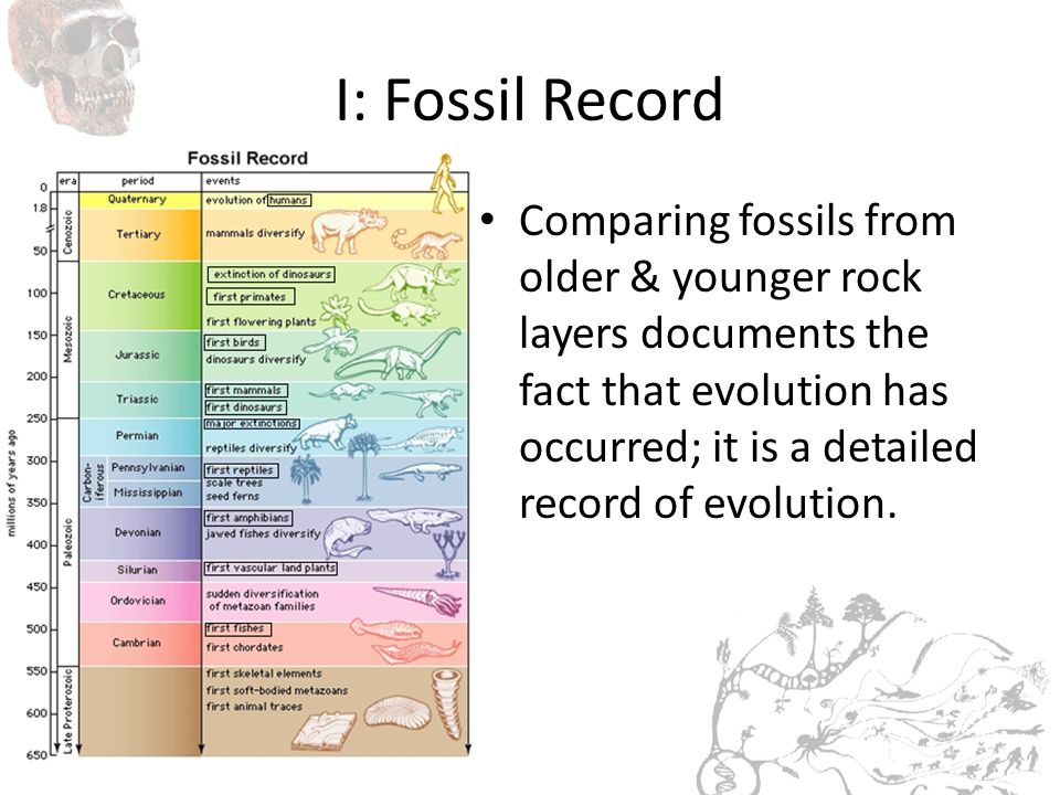 pic Fossil Evolution Rock Layers evolution chapter 15 darwin s theory of
