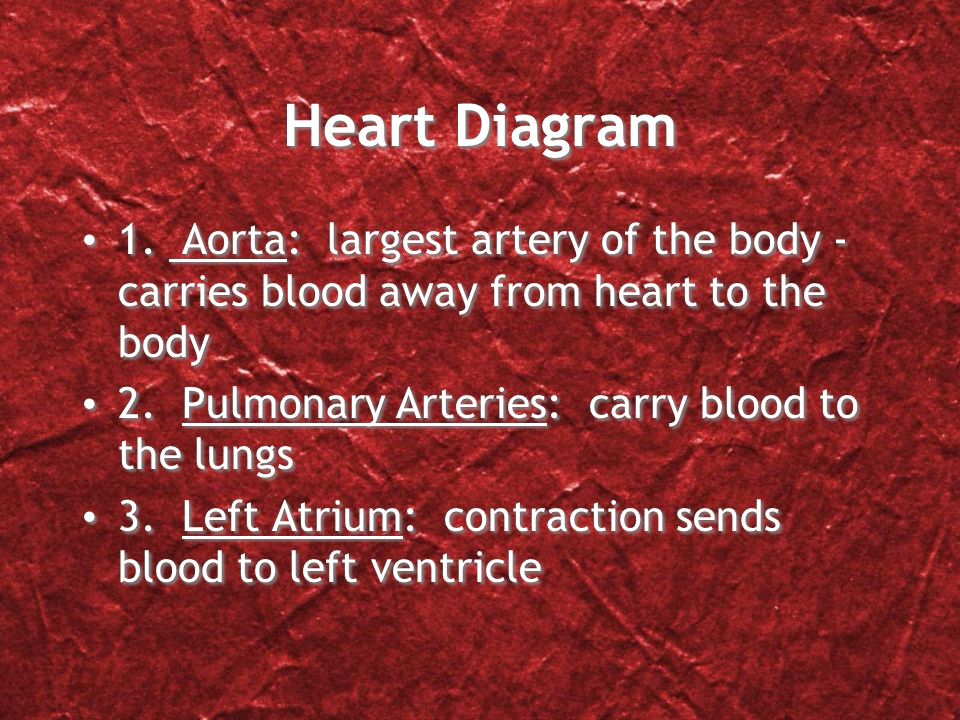 Valves: flaps of tissue between chambers Prevent backflow of blood - keeps blood moving in one direction Septum: thick, muscular wall that divides the heart in half