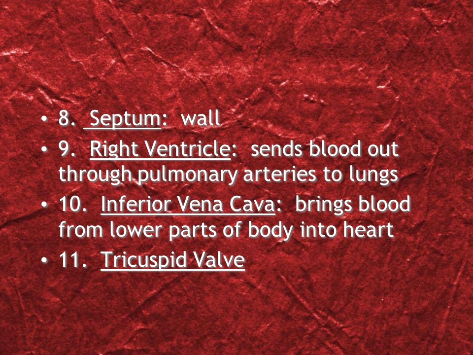 4. Pulmonary Vein: bring blood from the lungs into the heart 5.