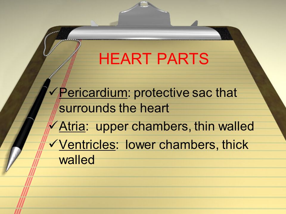 HEART »Two pumps side by side »Has four chambers »Two pumps side by side »Has four chambers