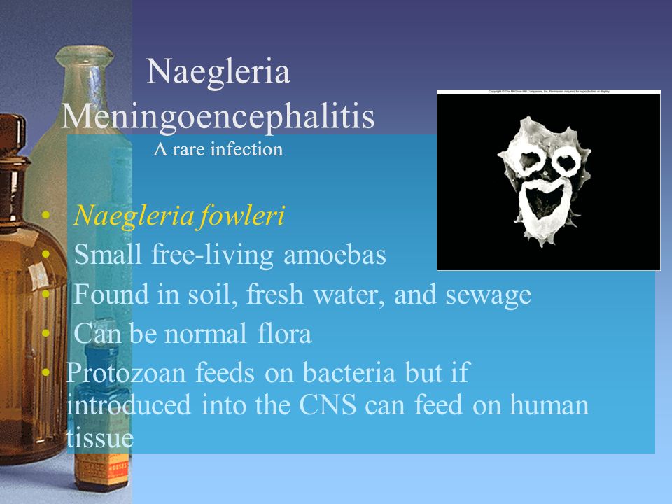 Naegleria Meningoencephalitis A rare infection Naegleria fowleri Small free-living amoebas Found in soil, fresh water, and sewage Can be normal flora Protozoan feeds on bacteria but if introduced into the CNS can feed on human tissue