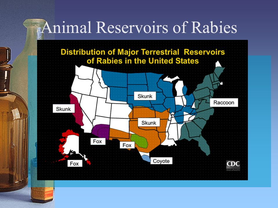 Animal Reservoirs of Rabies
