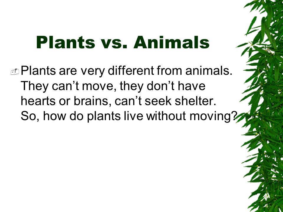 Plant Unit Notes. Plants vs. Animals  Plants are very different from  animals. They can't move, they don't have hearts or brains, can't seek  shelter. - ppt download